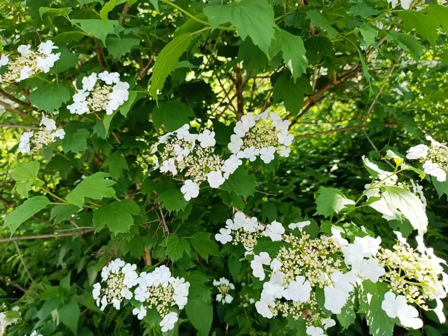 Гостевой дом 2 Emirell Altai на улице Горной 2