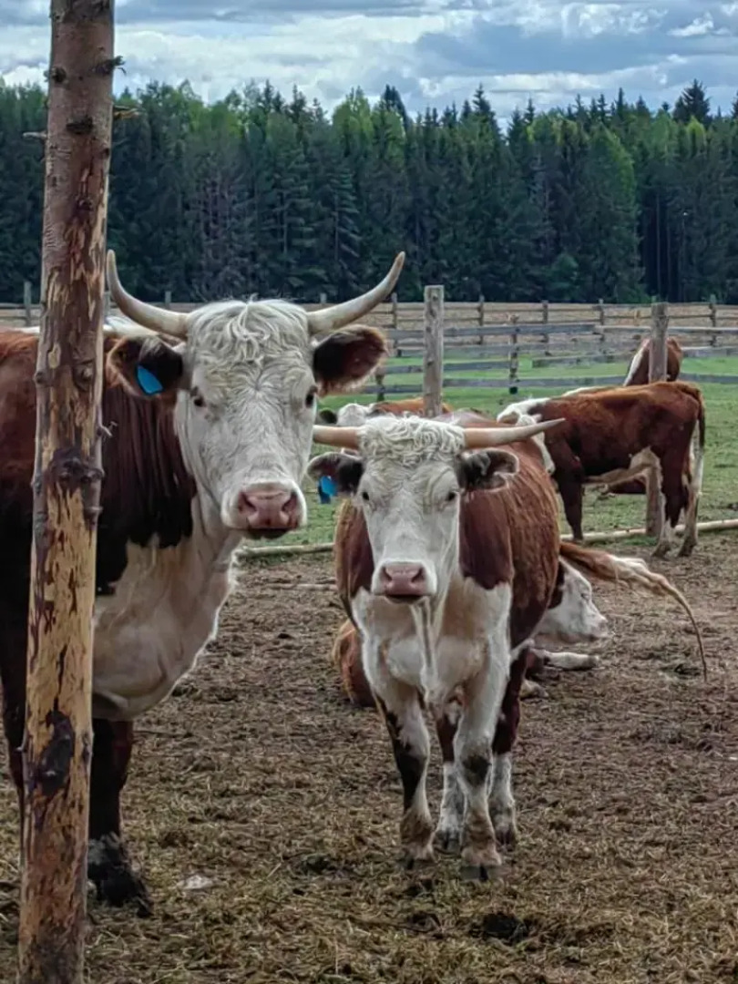 База отдыха Ордино