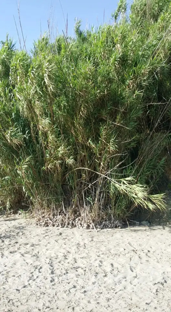 Вилла Tatiana Corfu