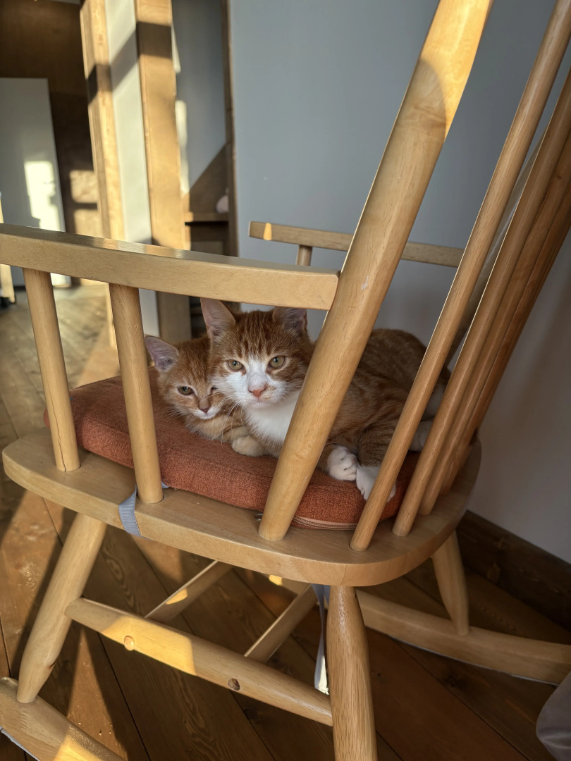 Глэмпинг Ракита