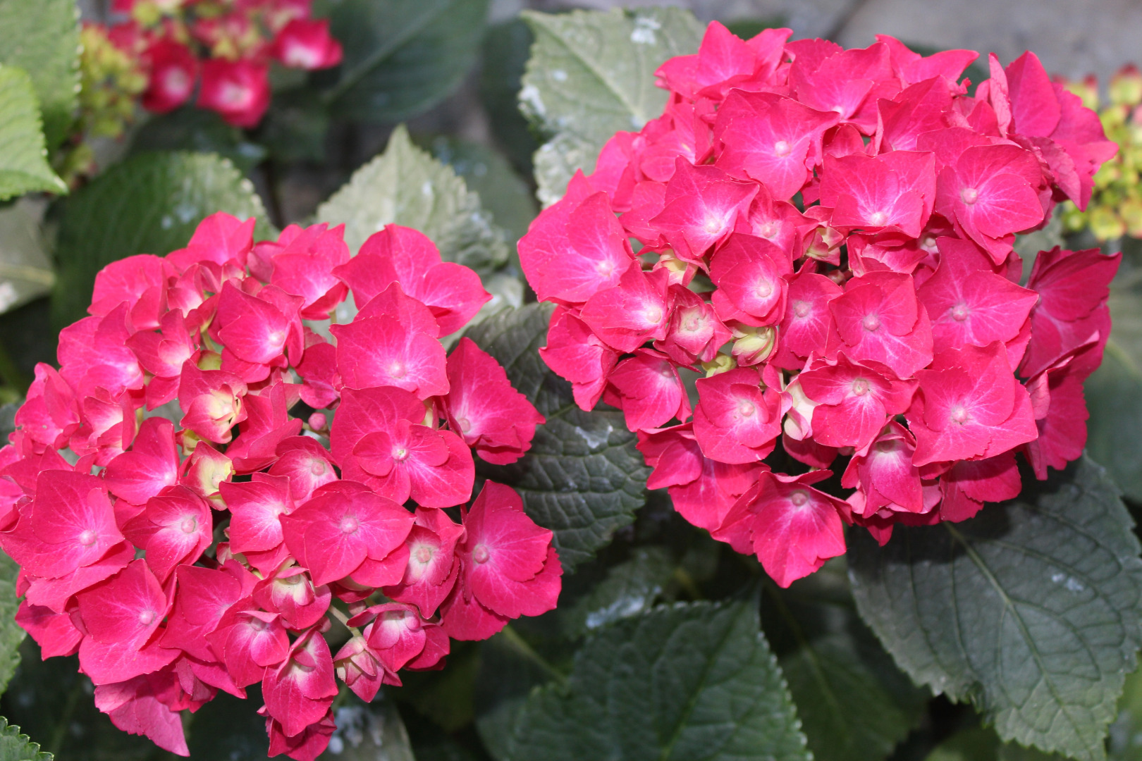 Гостиница Иордан