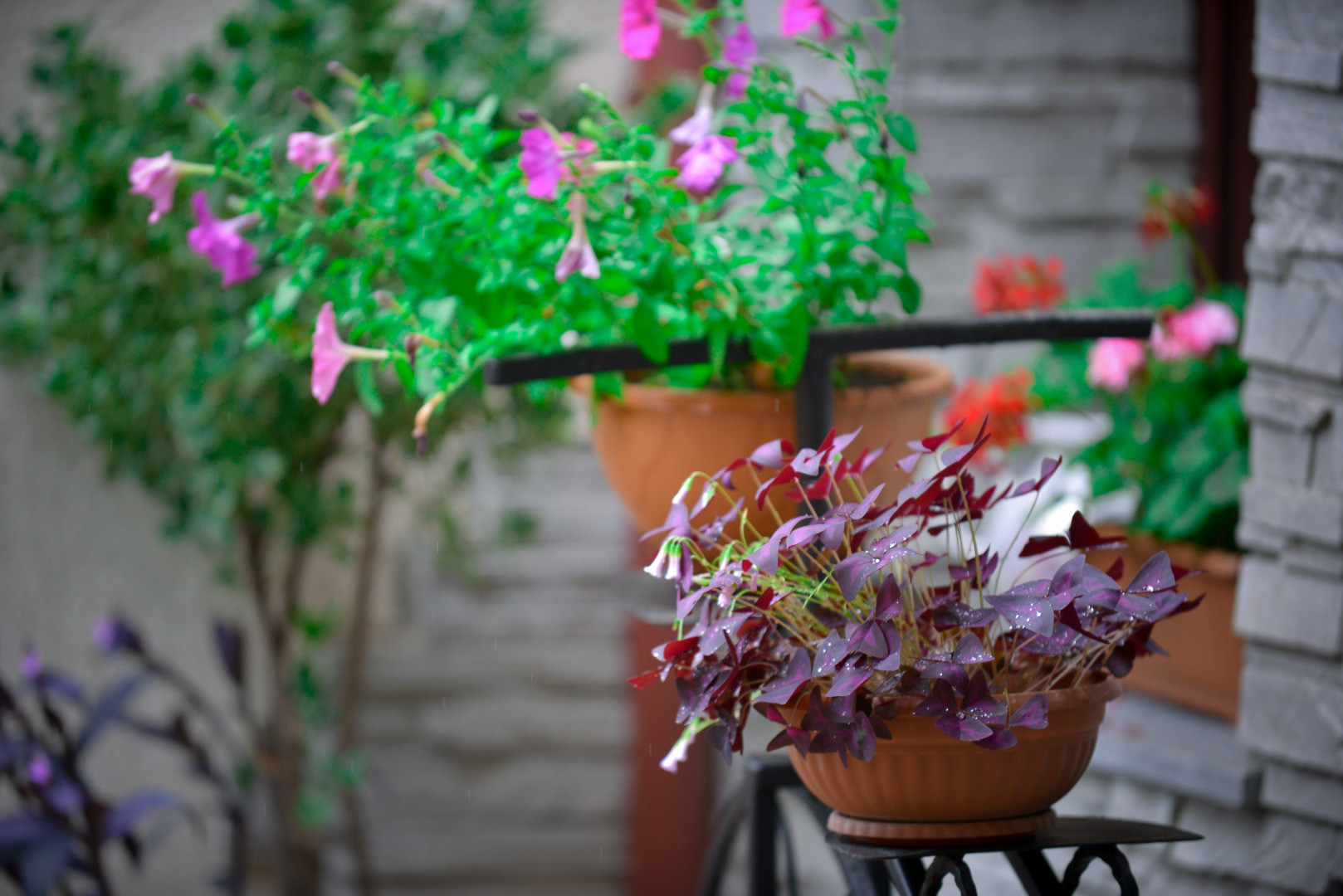 Гостевой дом София Грузия Кутаиси ул, Зугдидская 17