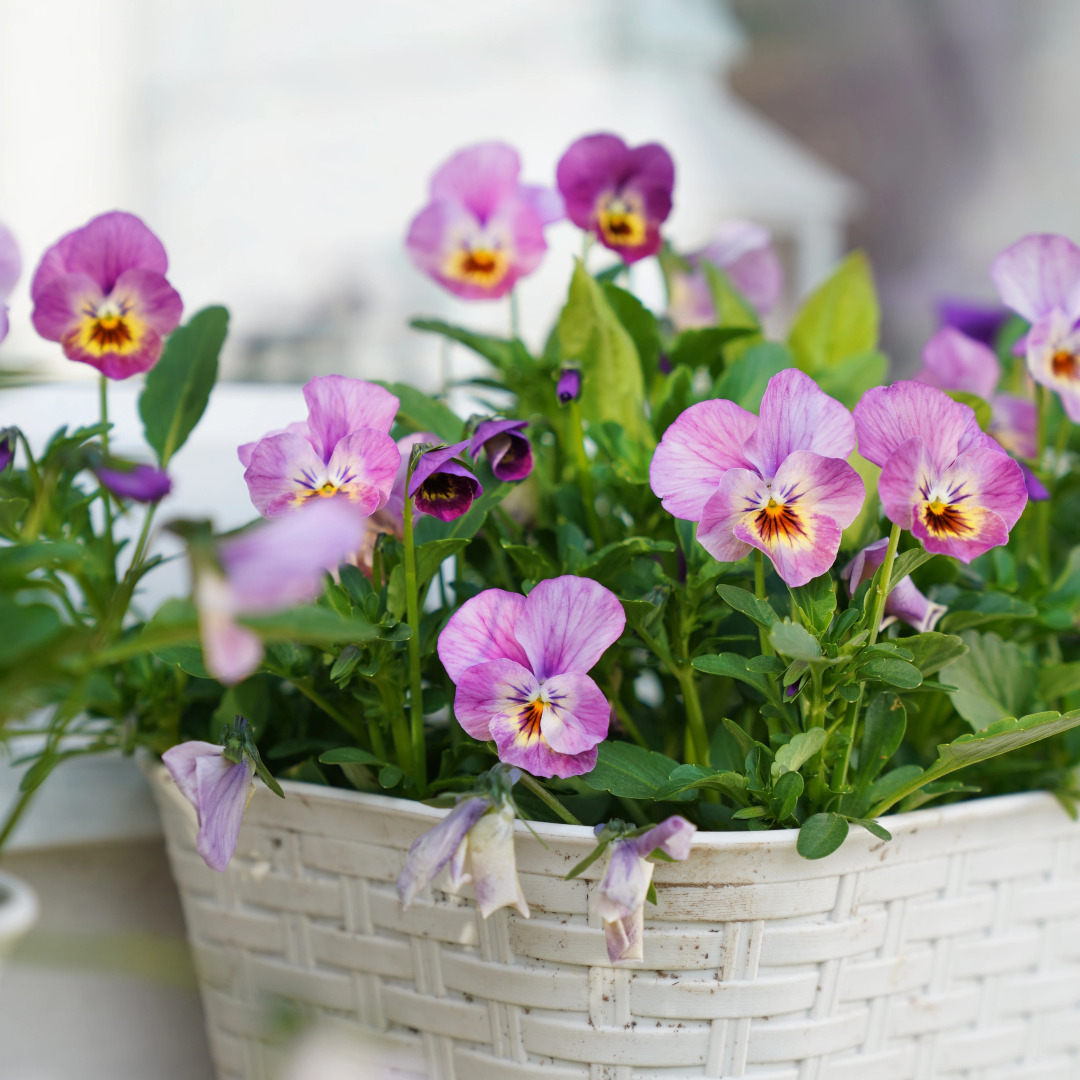 Дом Уютный в стиле Прованс