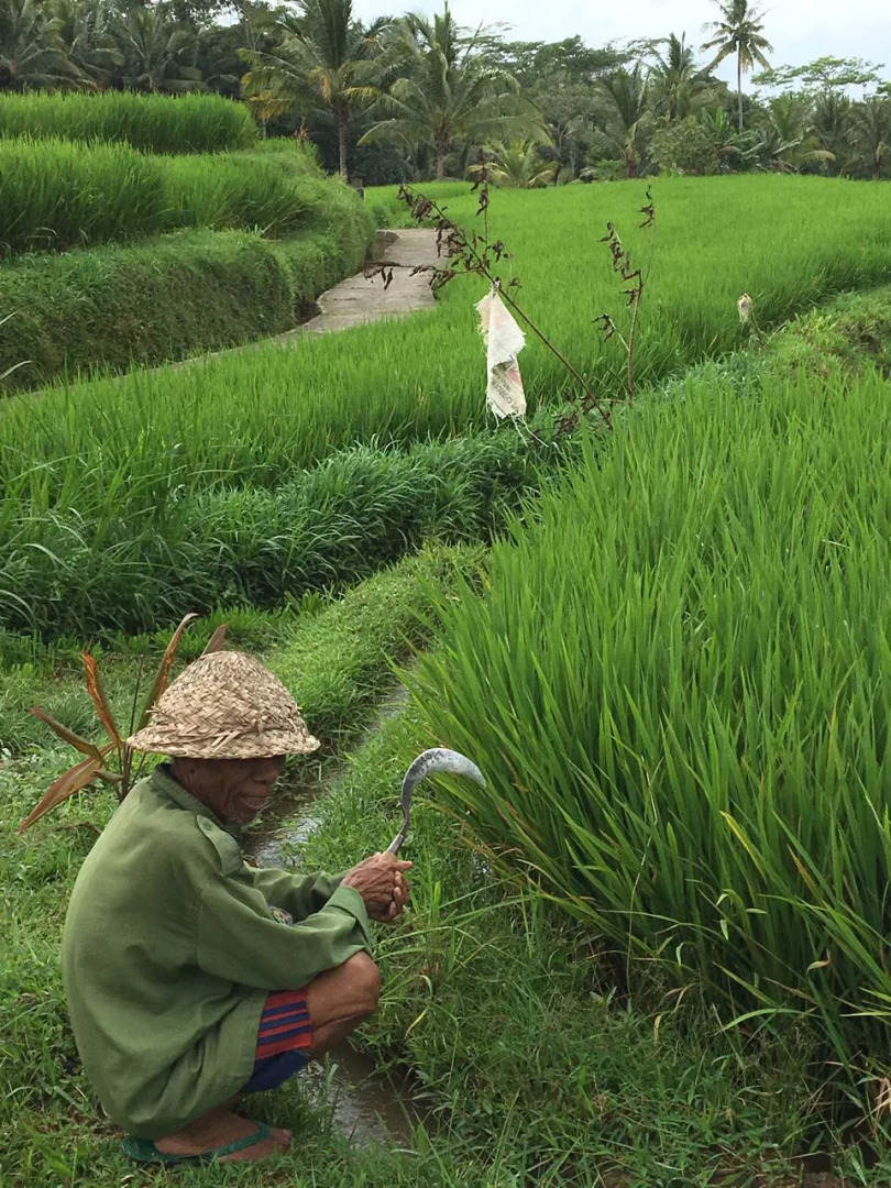 Отель Alam sari keliki resort & spa