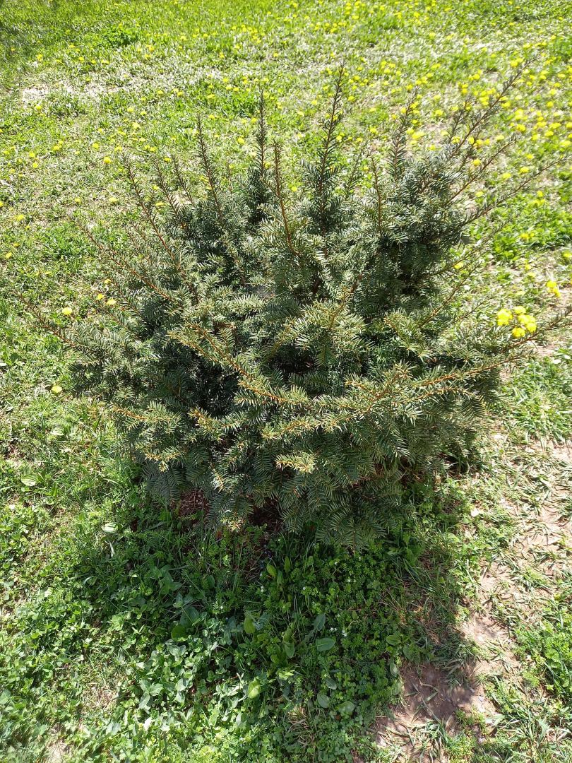 Гостевой дом Ijevan's Garden