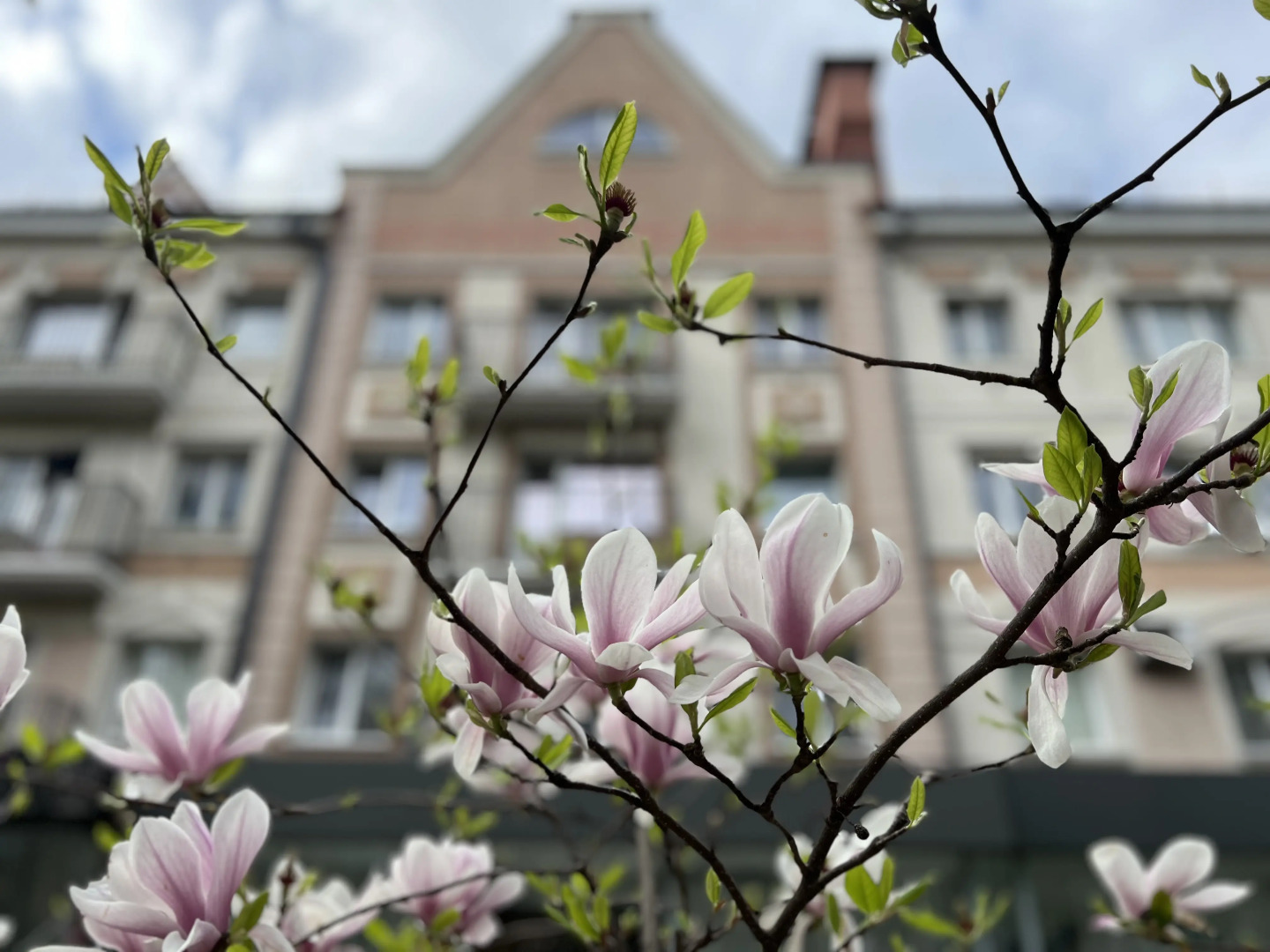 Квартира Очарование Кёнигсберга в самом сердце Янтарного края