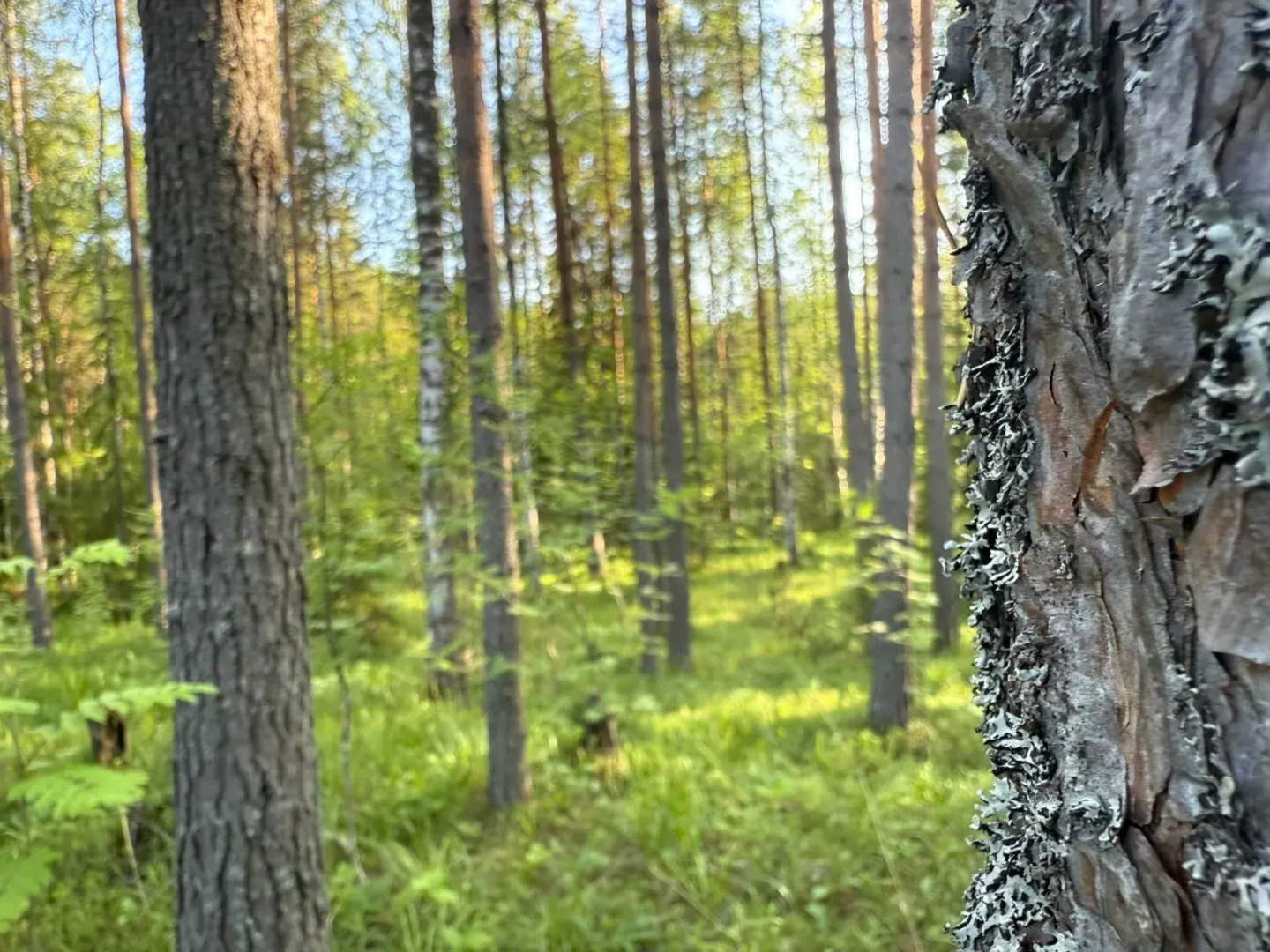 Частный дом в Республике Карелия