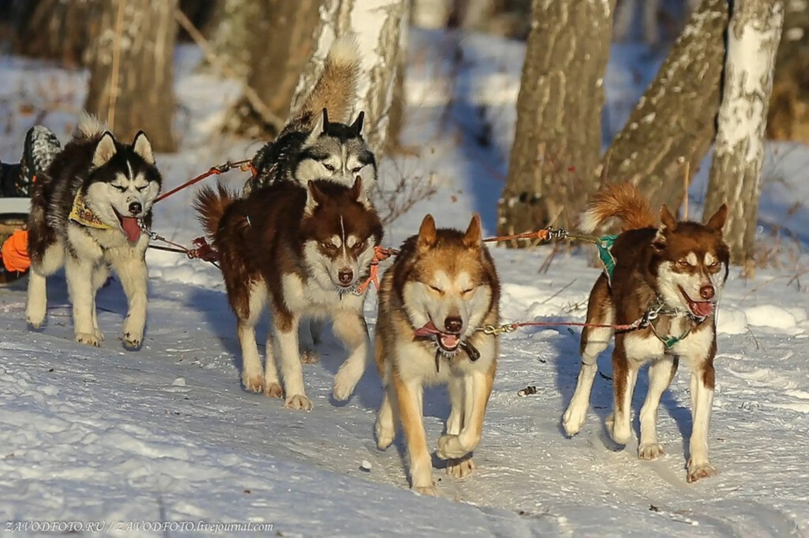 Частный Дом Ёлки 3