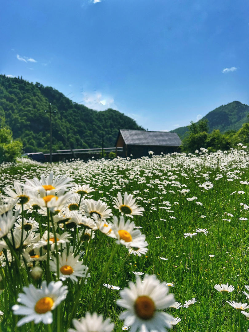 Частный дом Woodlandia Resort Borjomi with hot tub
