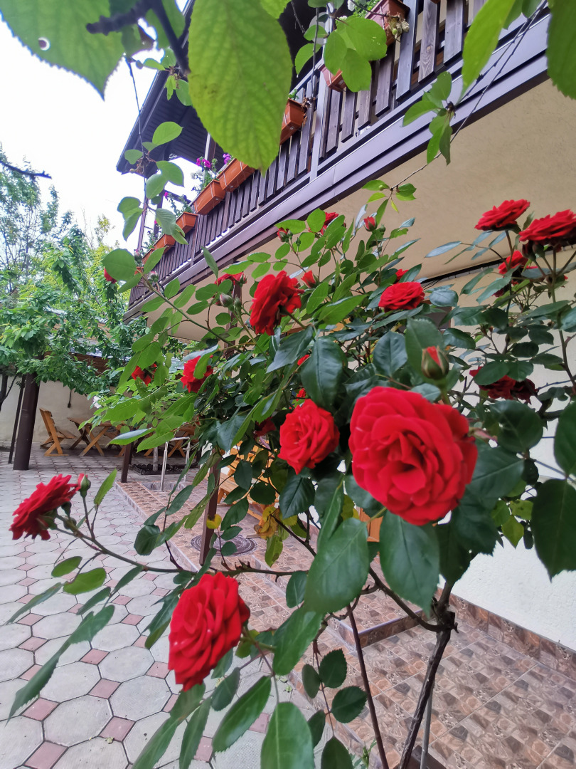 Гостевой дом Эллис