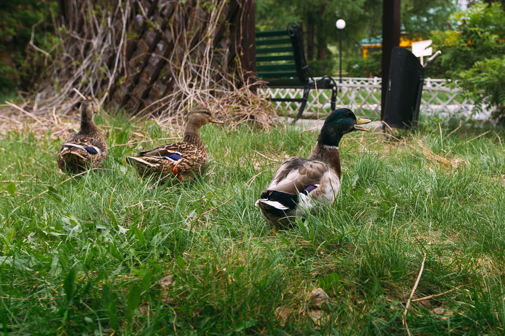 Отель Мечта