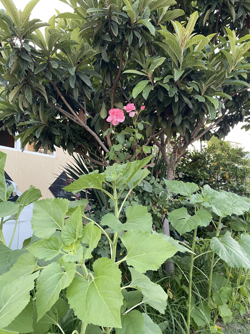 Гостевой дом Муш