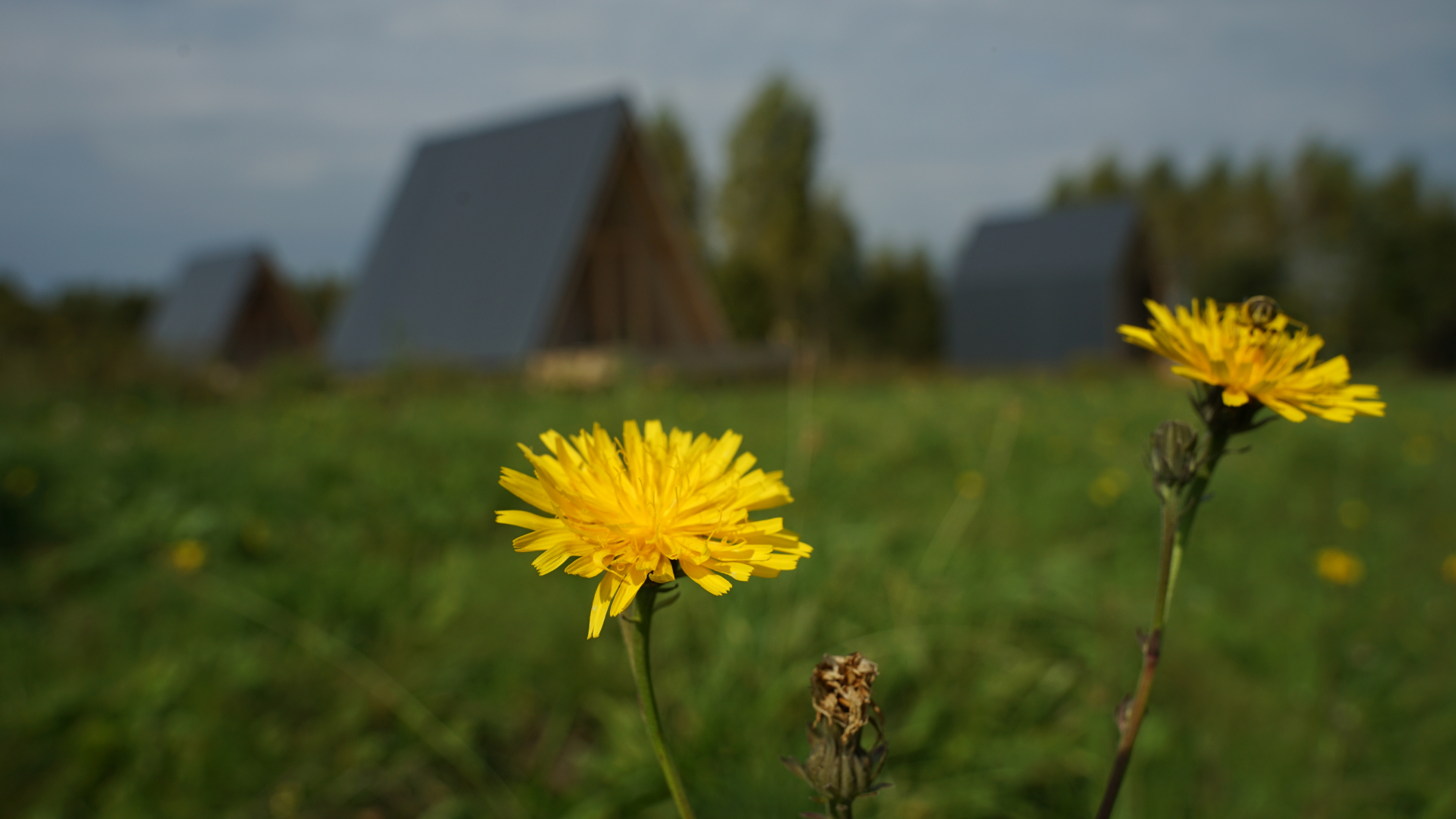 База Отдыха Лаванда