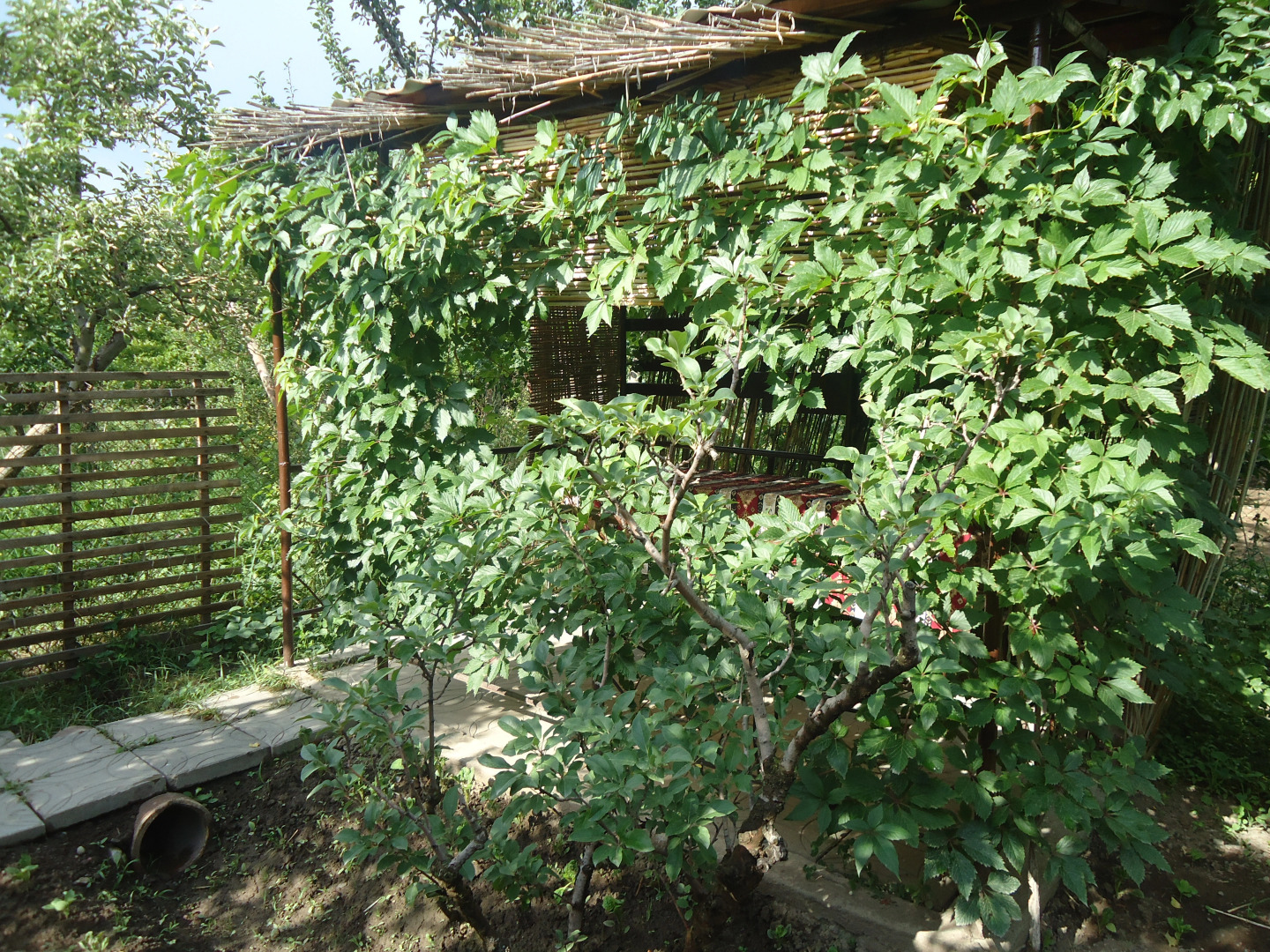 Апартаменты Dinadav House