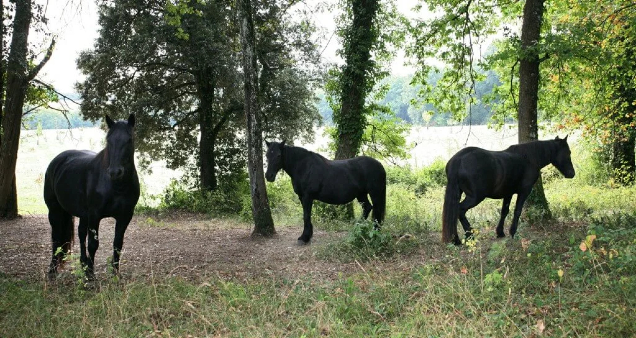 Замок Chateau Marteret