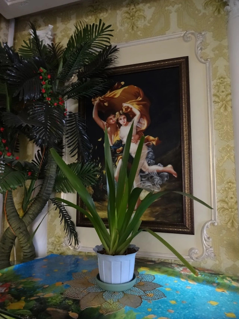 Отель Лотос