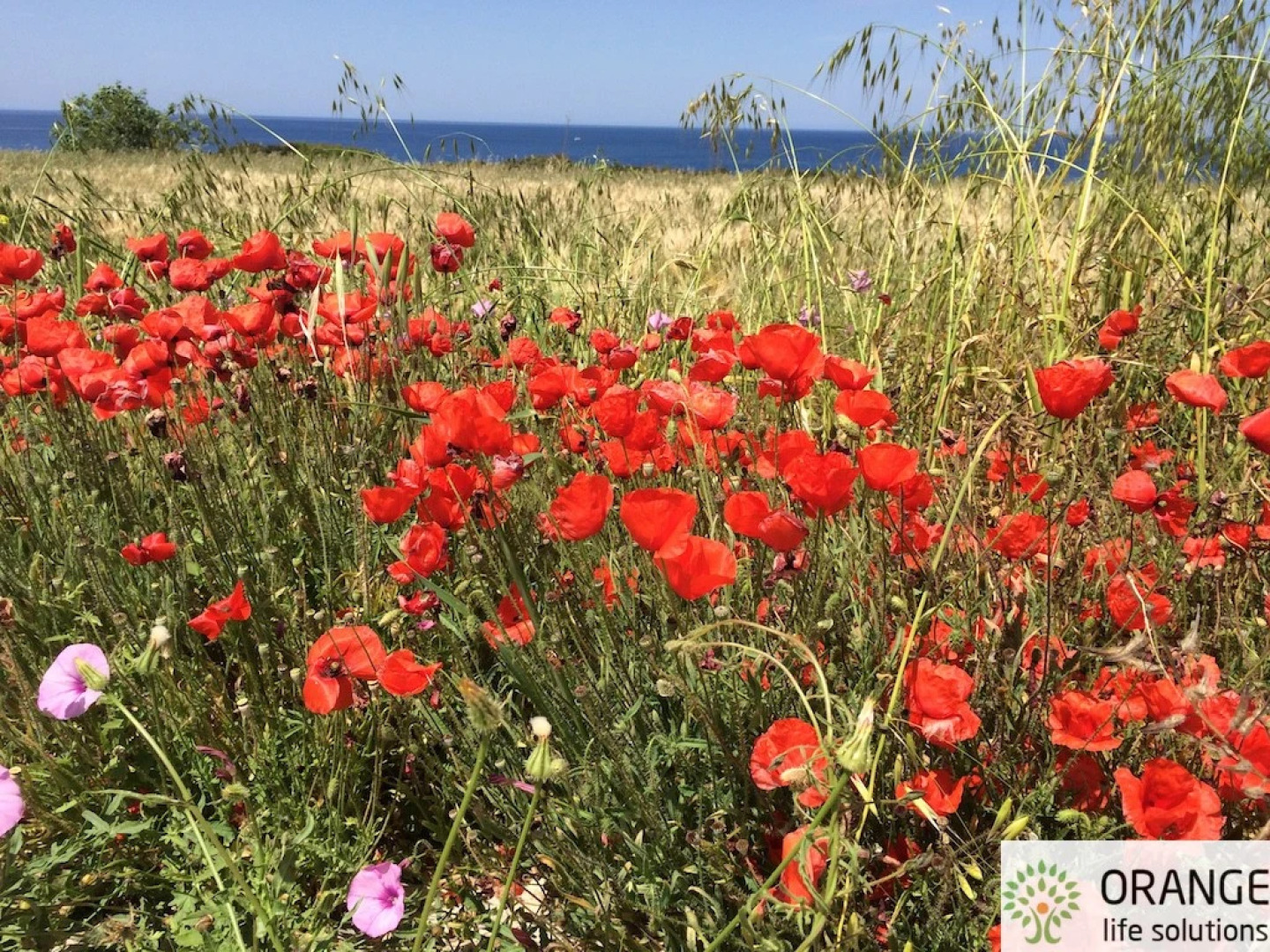 Апартаменты Aphrodite Beachfront Village