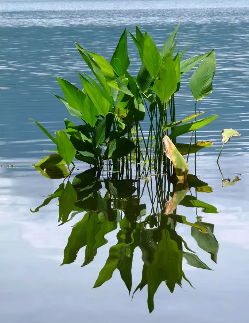 Бутик-отель Zopango Orchids Island