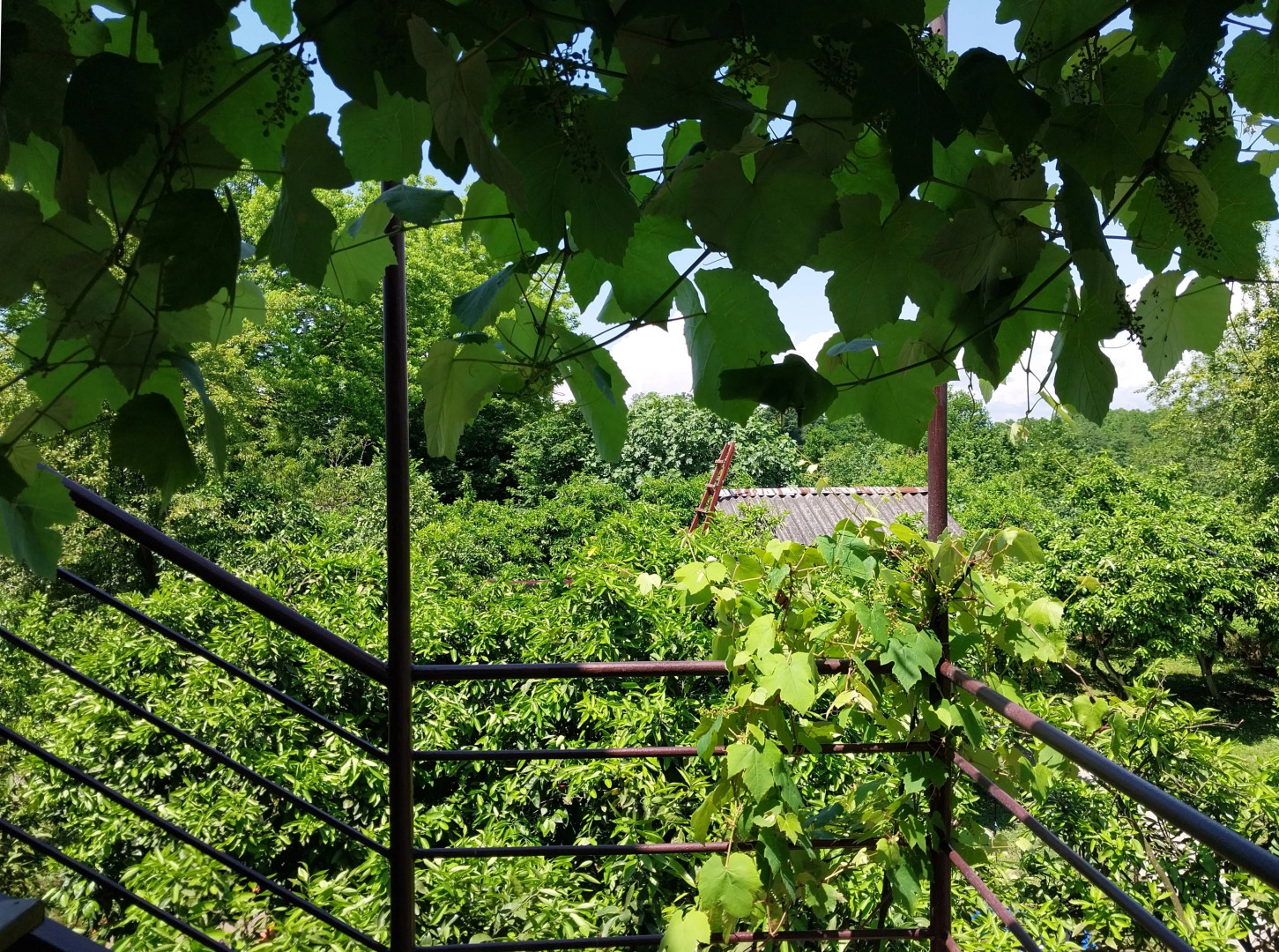 Отель Мандариновый берег