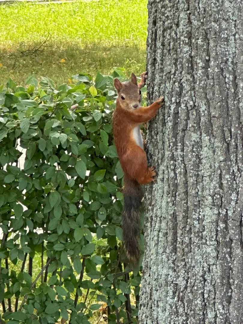 Апартаменты Двухуровневая студия с двумя санузлами в парке