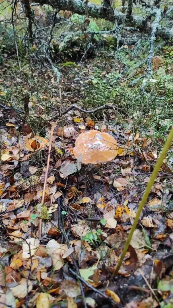 Частный дом КэмпЕгора 1