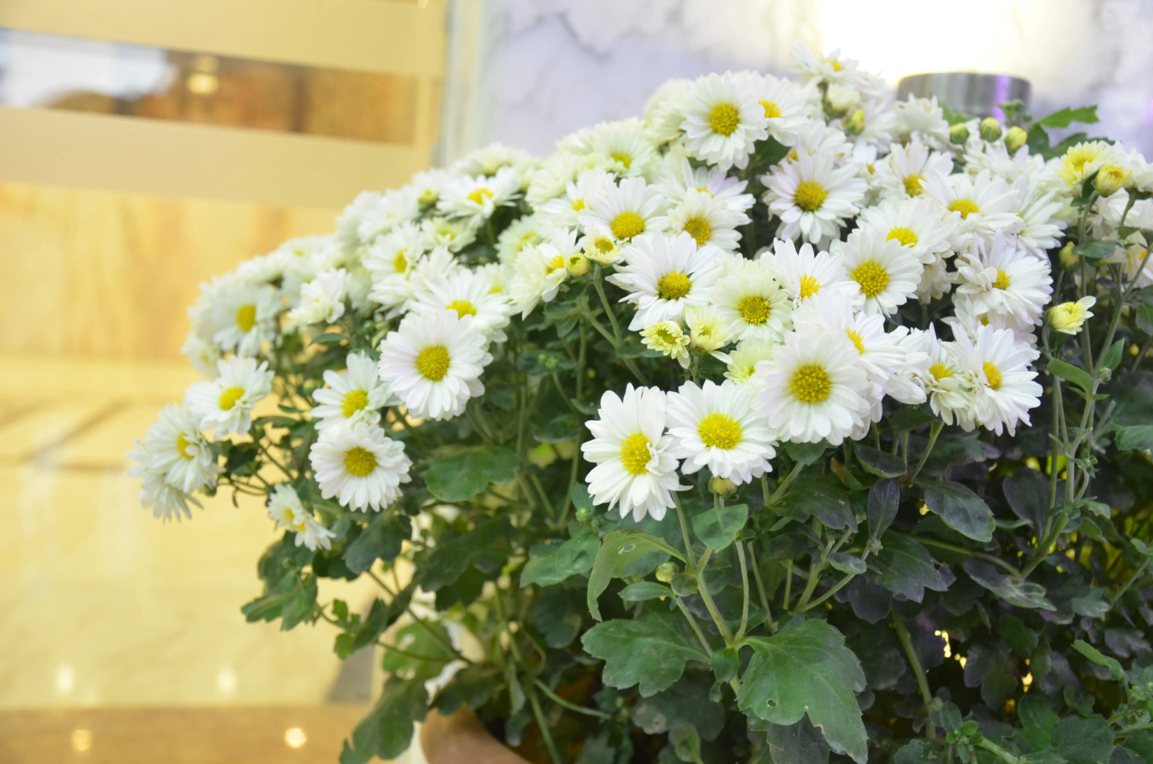 Отель Amra Palace International