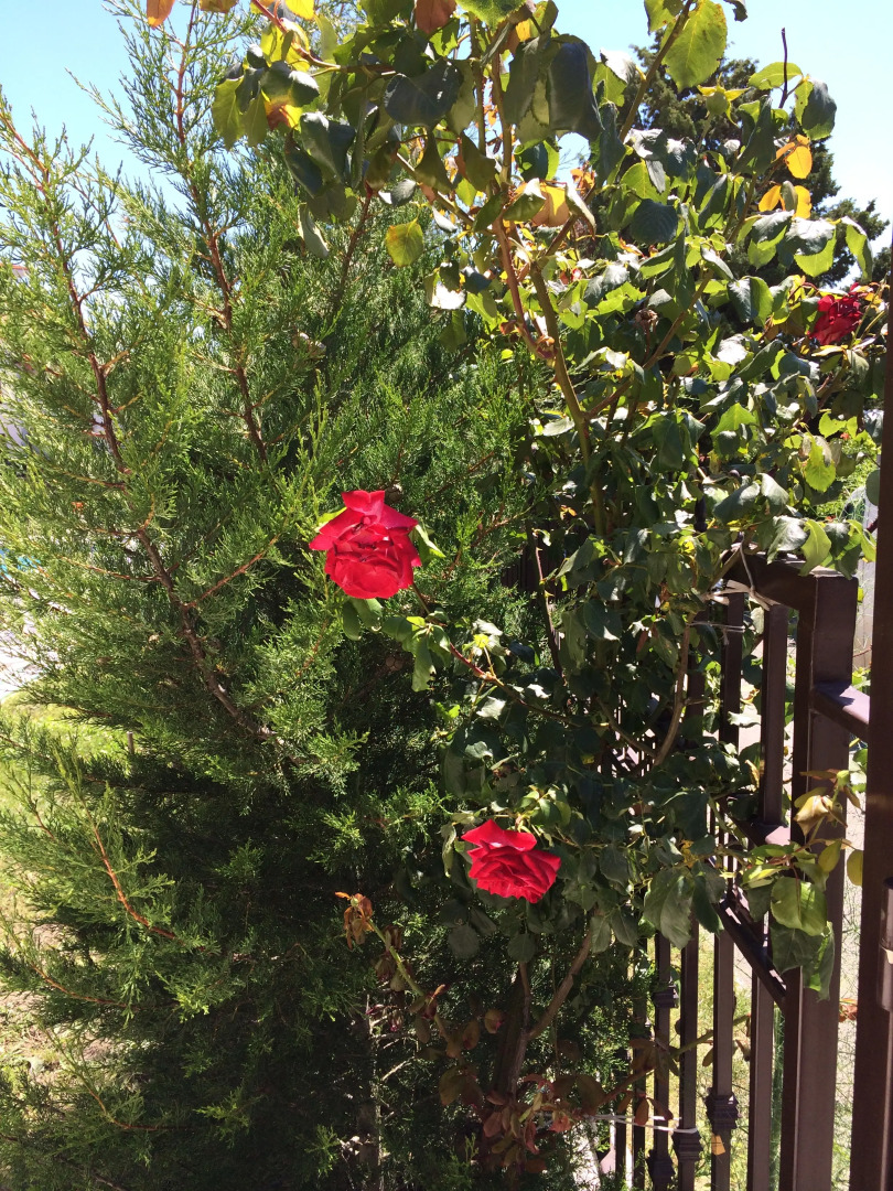 Апарт-Отель Horizont