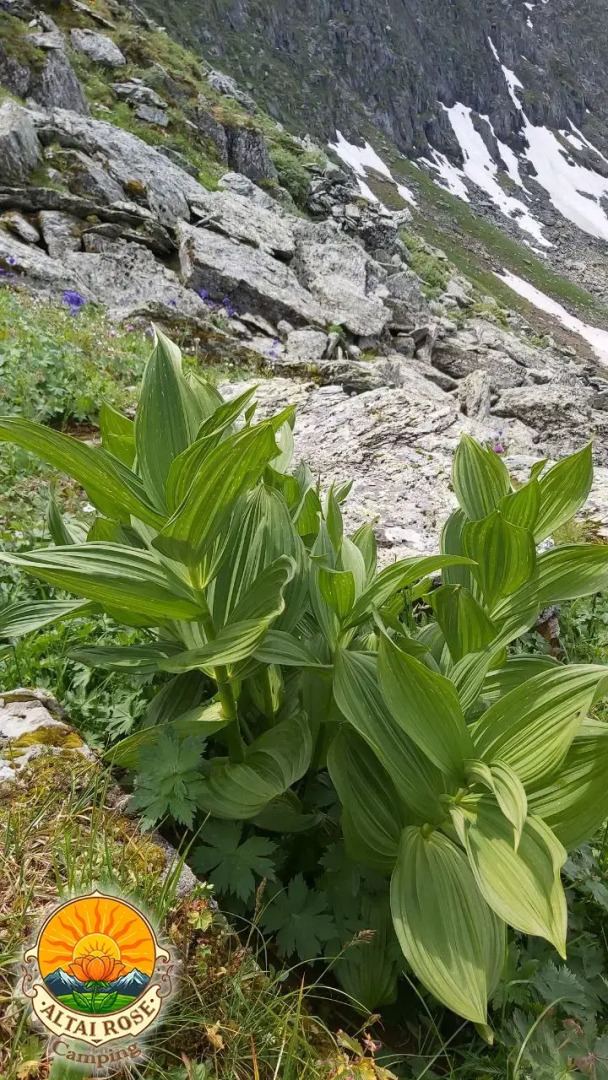 База отдыха Алтайская Роза