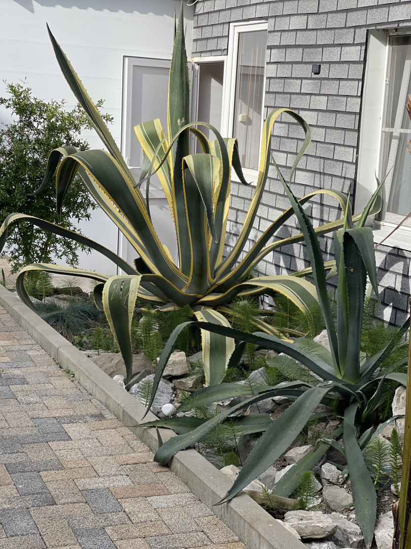 Гостевой Дом Солнечный Дворик Переулок Пихтовый 24