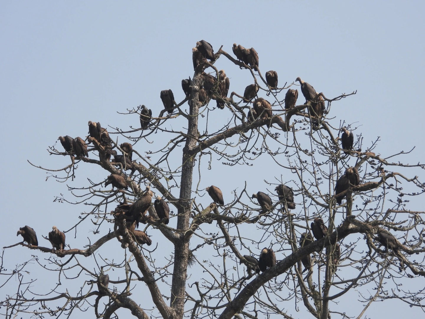Кемпинг Tigertops Elephant Camp