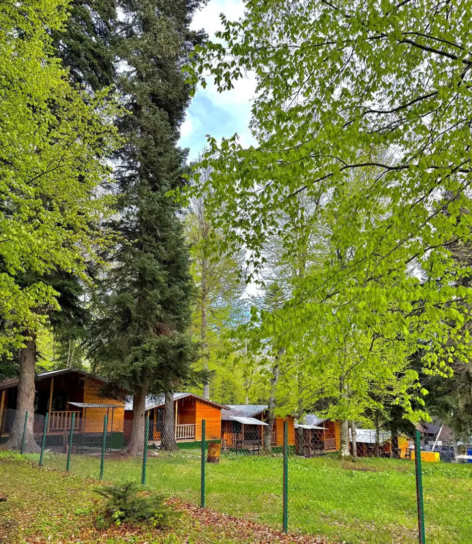 Горная Мята