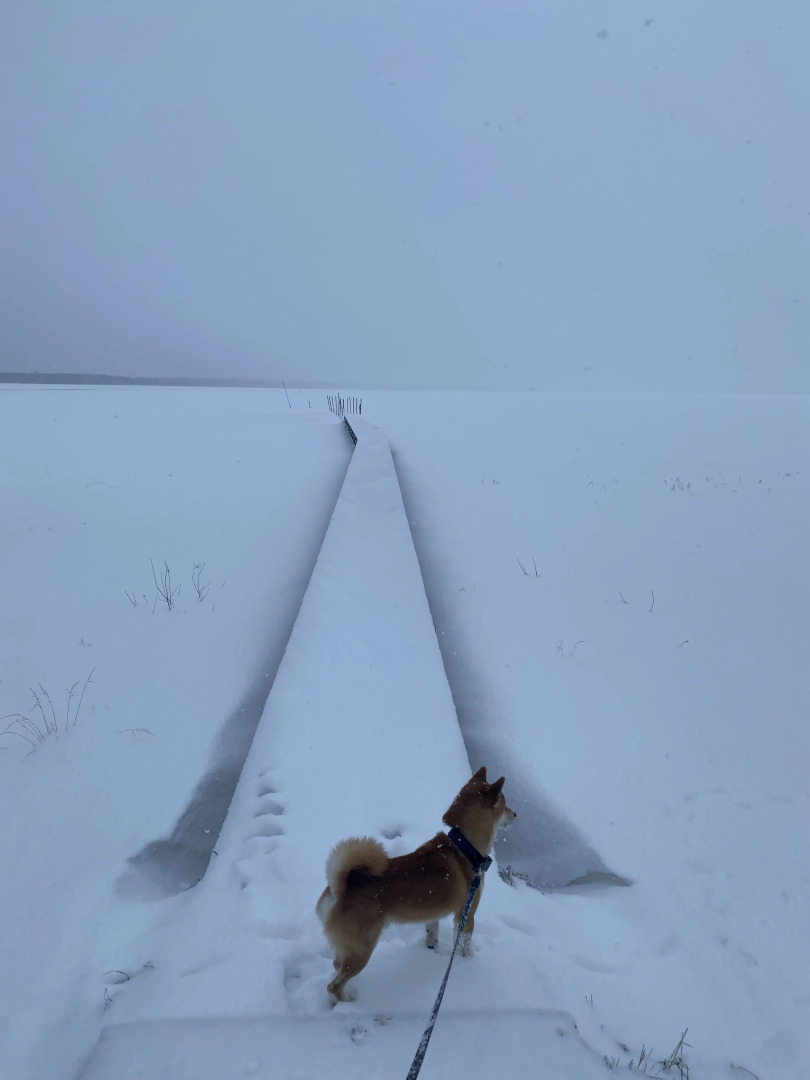 Частный Дом Гостевой Дом в Поселке Нижняя Салма Карелия