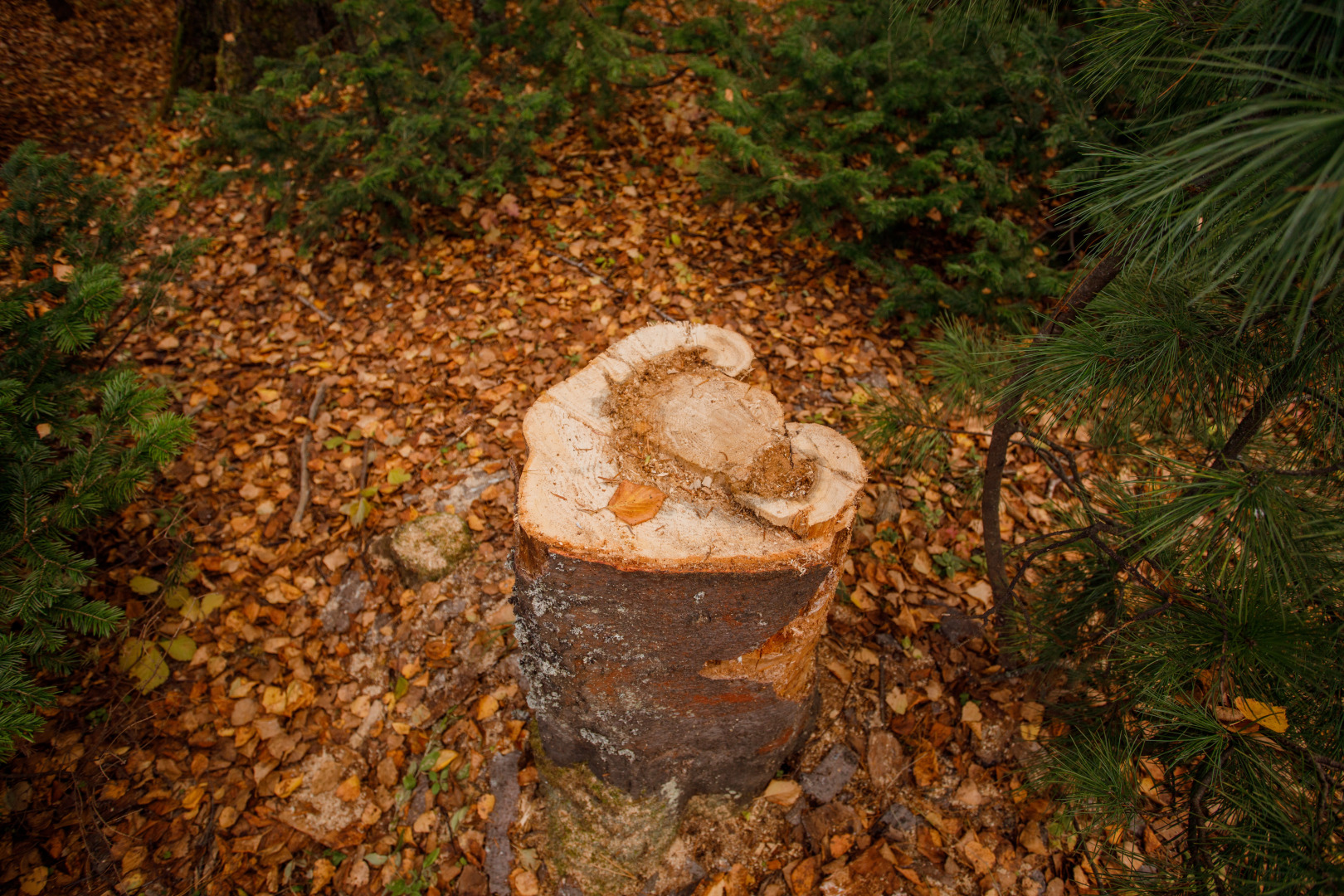 База отдыха Озерки