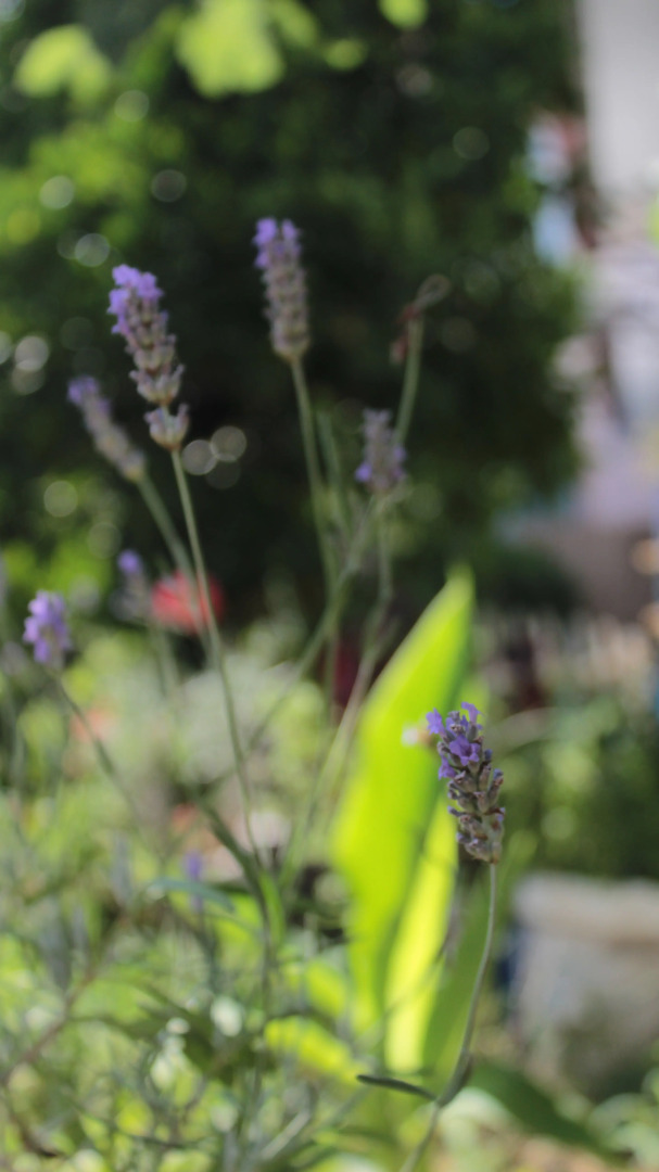 Частный Дом Aloanda House