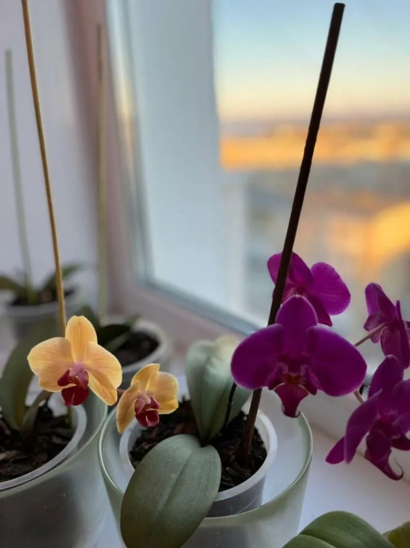 Апартаменты 1-комнатные с видом на Волгу (Бухта)