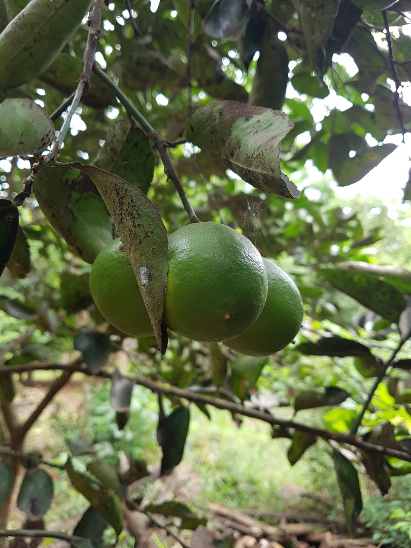 Гостевой Дом Casa Yaguarete