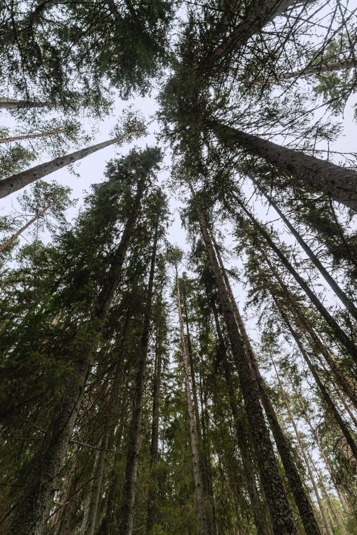 Глэмпинг Lago Ladoga