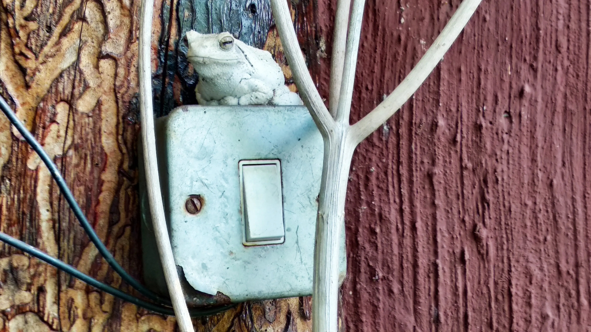 Хостел Elephant Trail Guesthouse and Backpackers