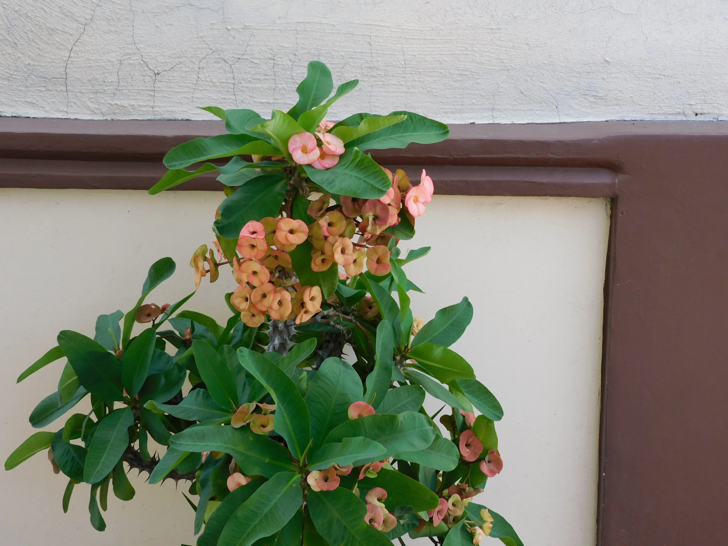 Отель Casa de Huespedes Nayomi By Rotamundos