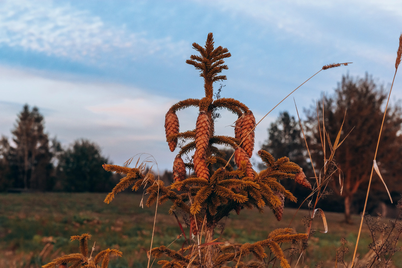 Кемпинг ForrestHome