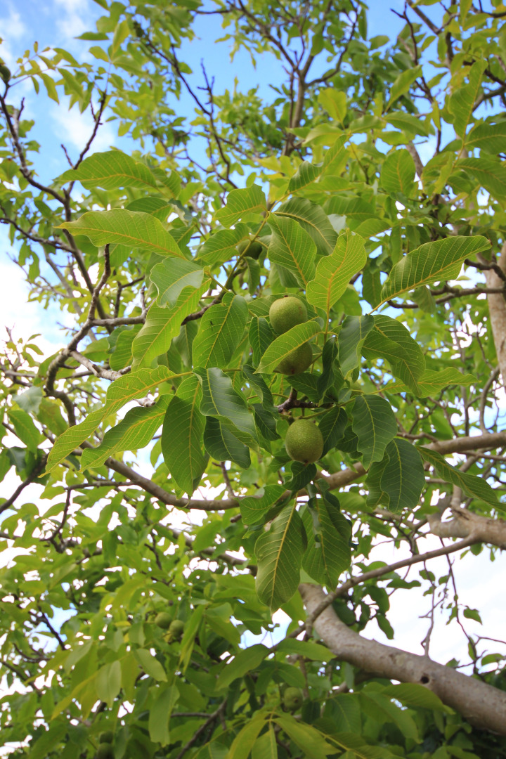 Гостевой дом Villa Diana