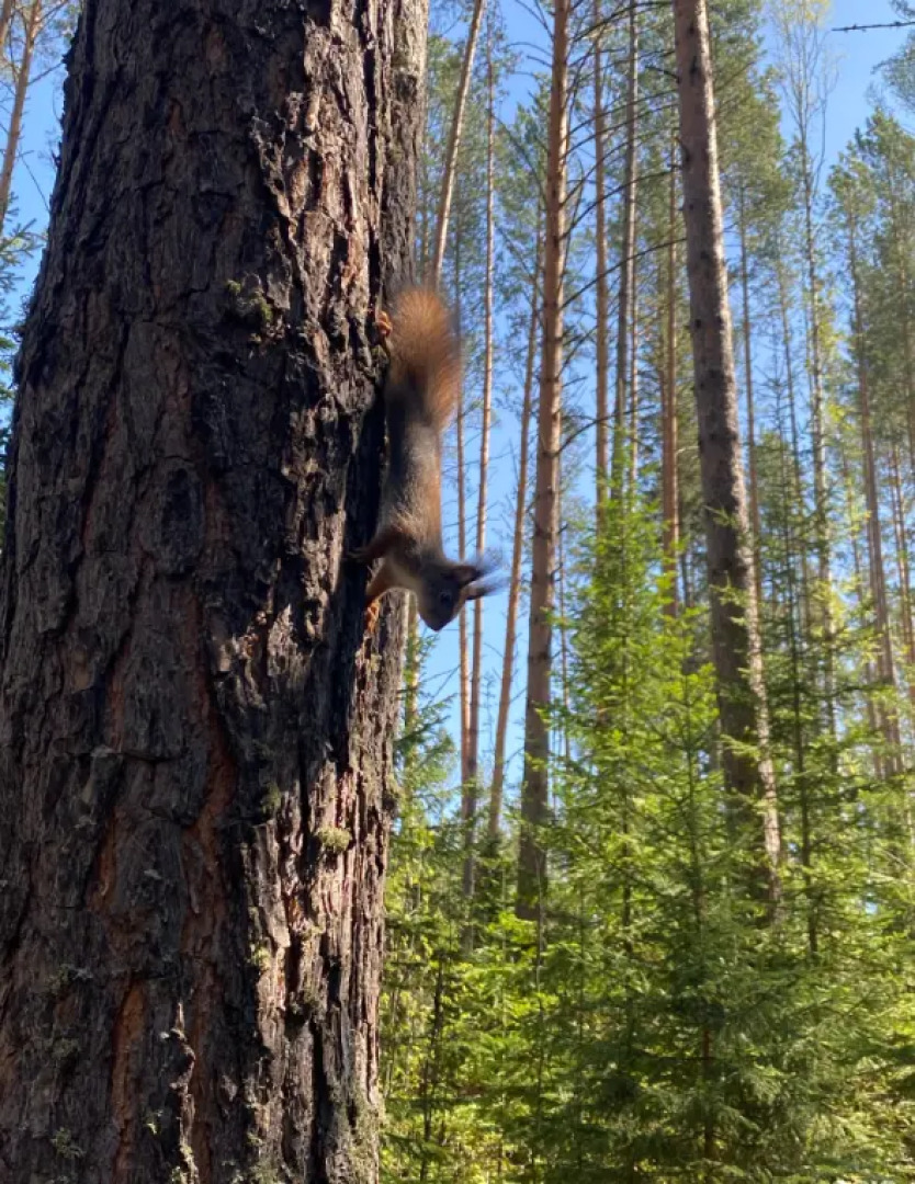 Гостевой дом Ёлки да Сосны