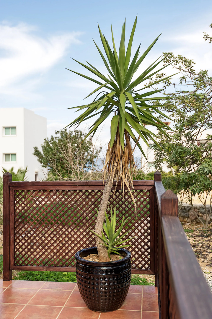 Апартаменты Joya Cyprus Seashore Garden