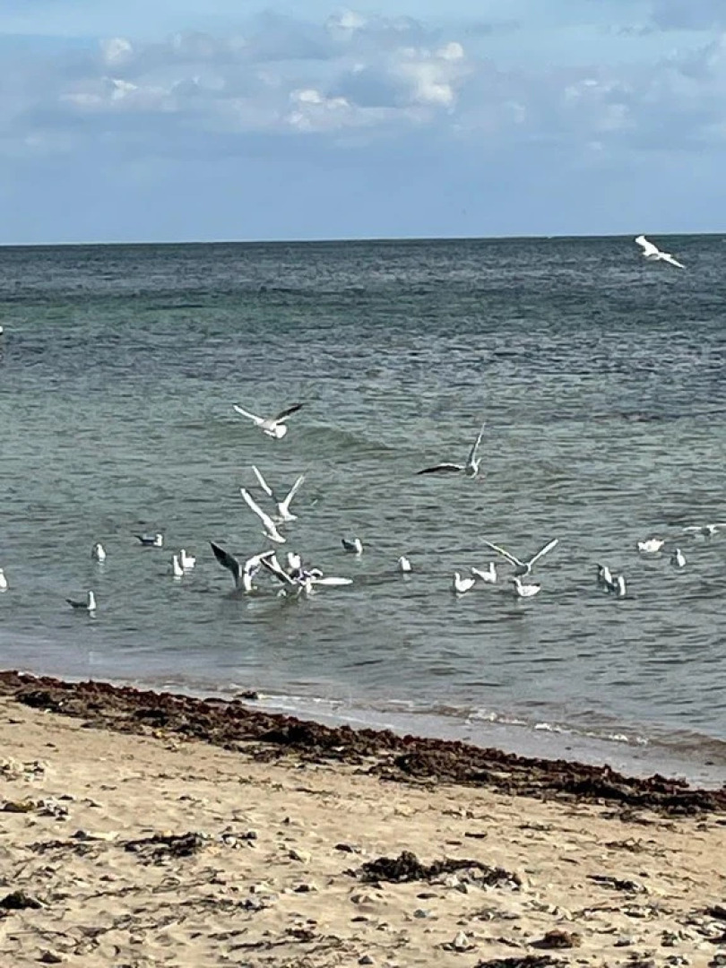 Санаторий Международный Детский Медицинский Центр Чайка
