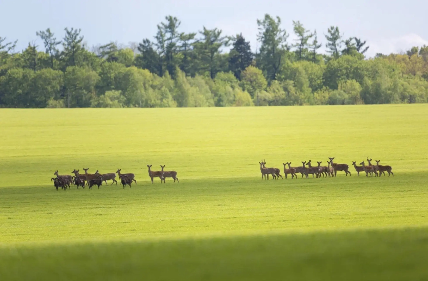 Природный Парк Олений