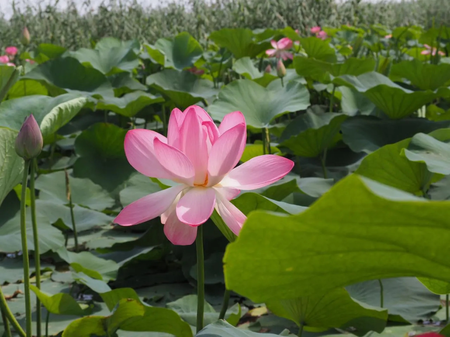 База Отдыха Заповедная Сказка