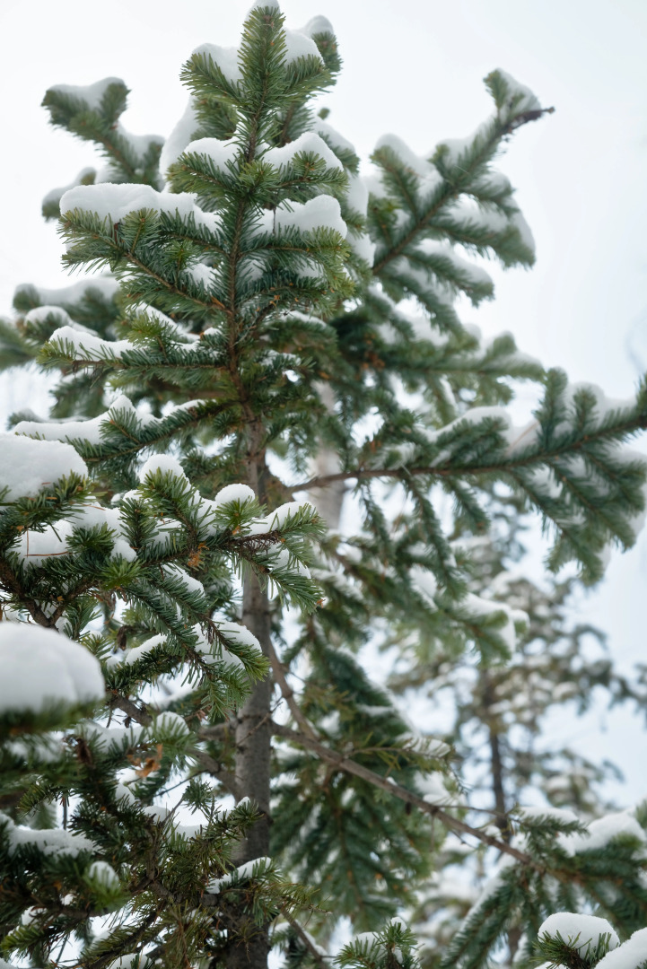 Эко-Отель Байкальское Шале