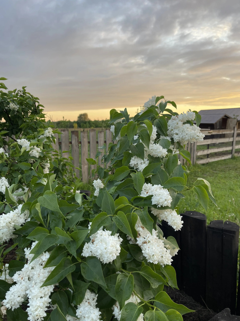 Шале Ромашки