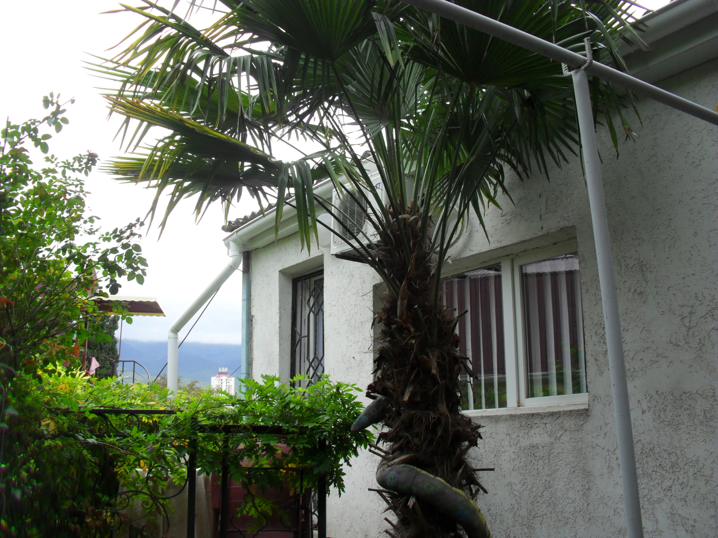 Меблированные комнаты Волна