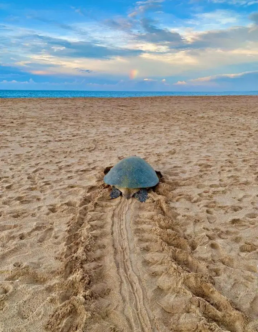 Мини-отель Tomorrowland Beach Villas & Fisherman's Wharf Restaurant